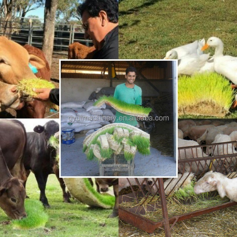 Machines hydroponiques pour les germes d'orge sans bosse 3 à 4 jours Cycle de production 1,5 tonne Capacité
