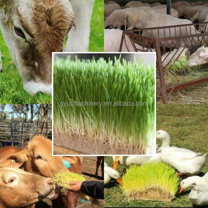 Voltage personnalisé Container hydroponique entièrement fermé Machine de germination de fourrage d'herbe de millet